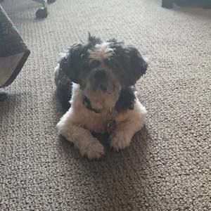 Meet your Posher, Steve